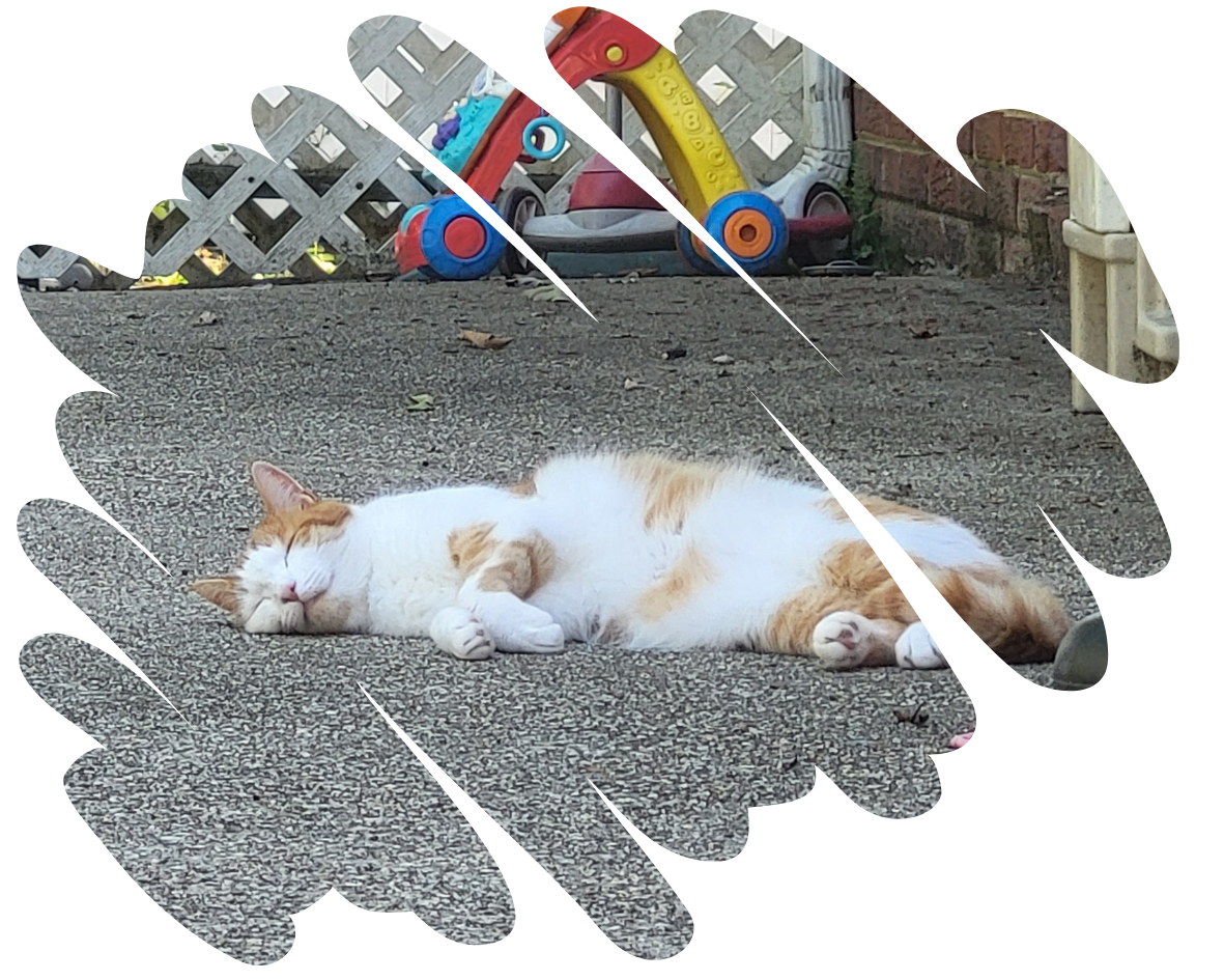 Picture of Koi the cat